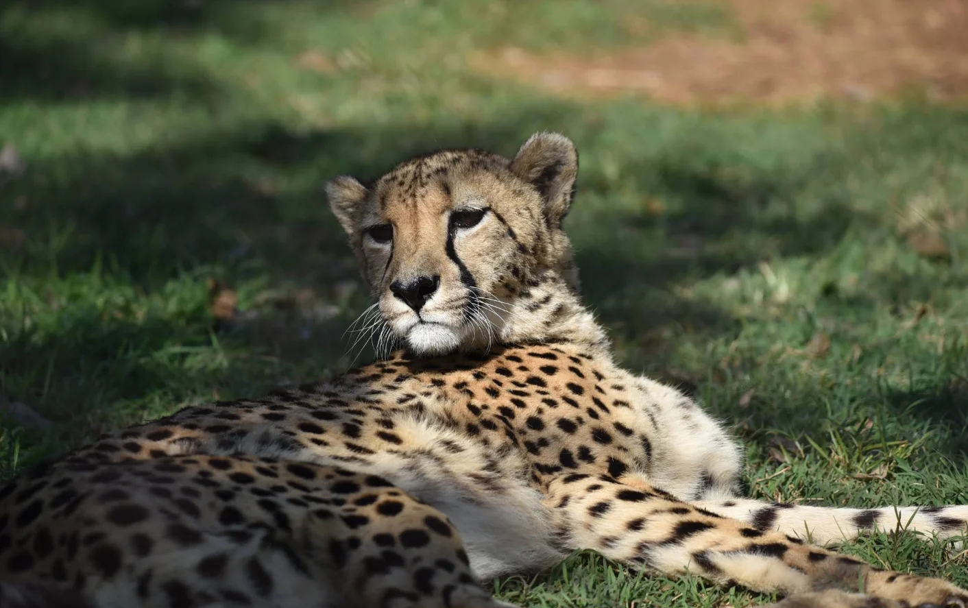 Cheetah resting in the shade