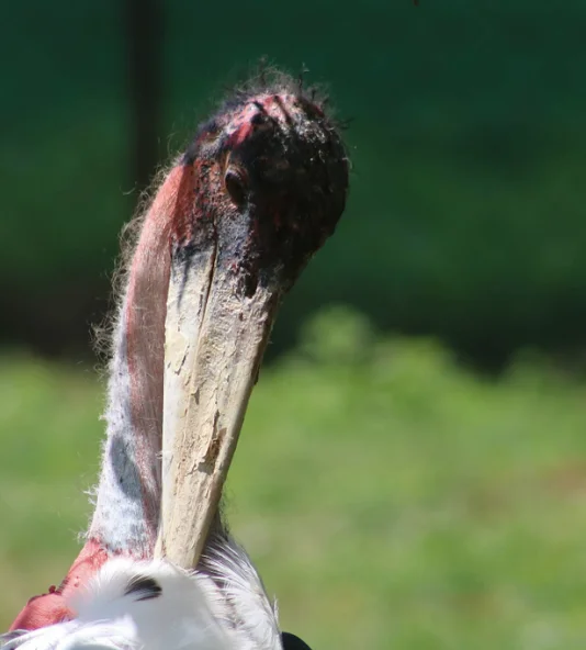 Snake curled on a log