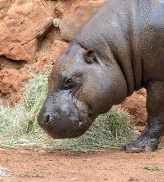 Hippo in a green pool
