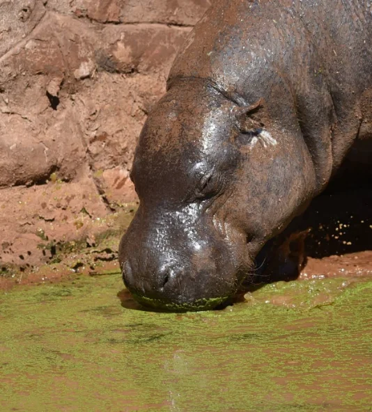 Hippopotamus in water